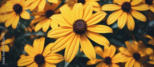 A cluster of vibrant yellow rudbeckia flowers in full bloom, showcasing their delicate petals and bright color. The flowers are basking in sunlight, adding a pop of cheerfulness to the landscape. © TheWaterMeloonProjec