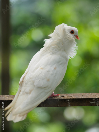White Dove on a Fence Post