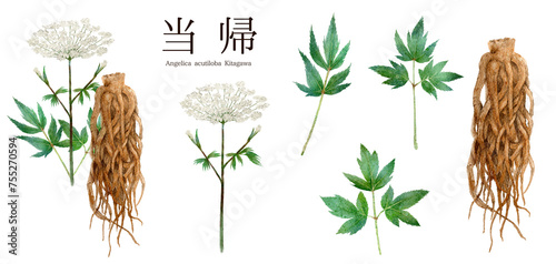 当帰（トウキ）漢方薬の水彩画イラスト