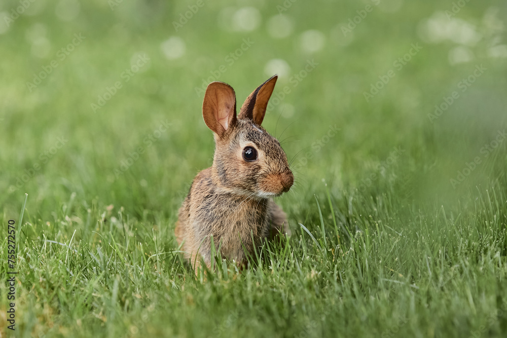 Fototapeta premium Easter bunny with big ears looking cute sitting in green grasses