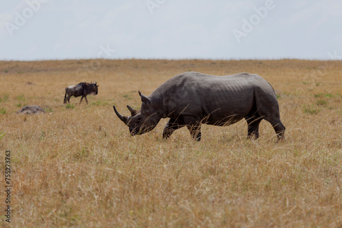 Maasai Mara National Reserve  Narok  Kenya