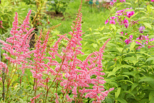 Blooming bush of pink tall perennial astilbe in the summer season.