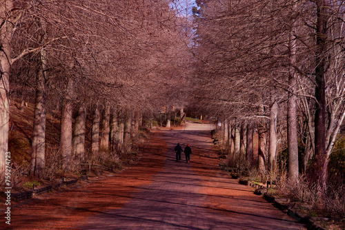  兵庫県加東市・播磨中央公園 四季の庭冬の季節映画ロケの道  © Ken-Jiraud Jp