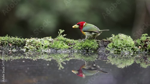 red color bird on the branch The Torito Cabecirrojo plays a crucial role in the ecosystems it inhabits by feeding on a diet of fruits and insects. Its presence contributes to the overall biodiversity 