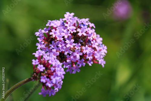 Macro shot of the lilac-colored flowers of a verbena plant in the garden.