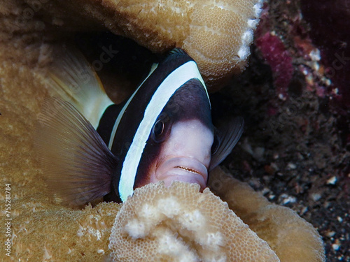 Clark´s anemone fish from Bali photo