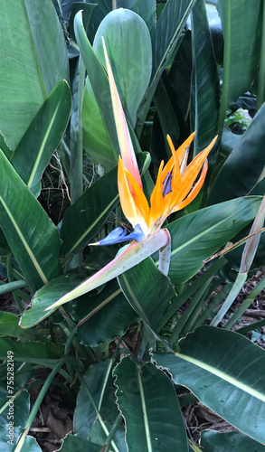 Strelitzia flower with green background