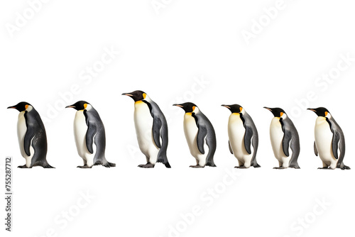 Adorable penguins traverse frosty landscape together. realistic portrait isolated on PNG