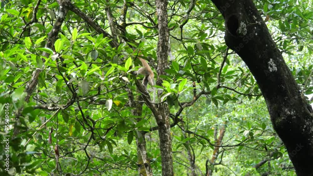 Selective focus proboscis monkey in the wild, sitting on tree, at mangrove forest at Tarakan, Indonesia. Proboscis monkey foraging at mangrove forest. Wild nature stock footage.	