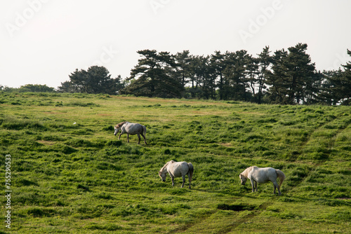 View of the grazing horses on the hill