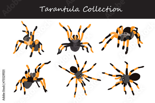 tarantula vector illustration set. Cute tarantula isolated on white background.