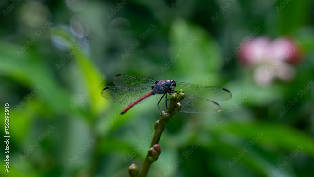 red dragonfly on a green leaf. Lathrecista asiatica red dragonfly on a green leaf. Lathrecista asiatica