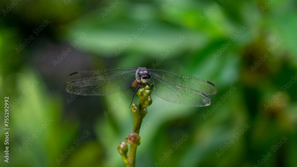 red dragonfly on a green leaf. Lathrecista asiatica red dragonfly on a green leaf. Lathrecista asiatica