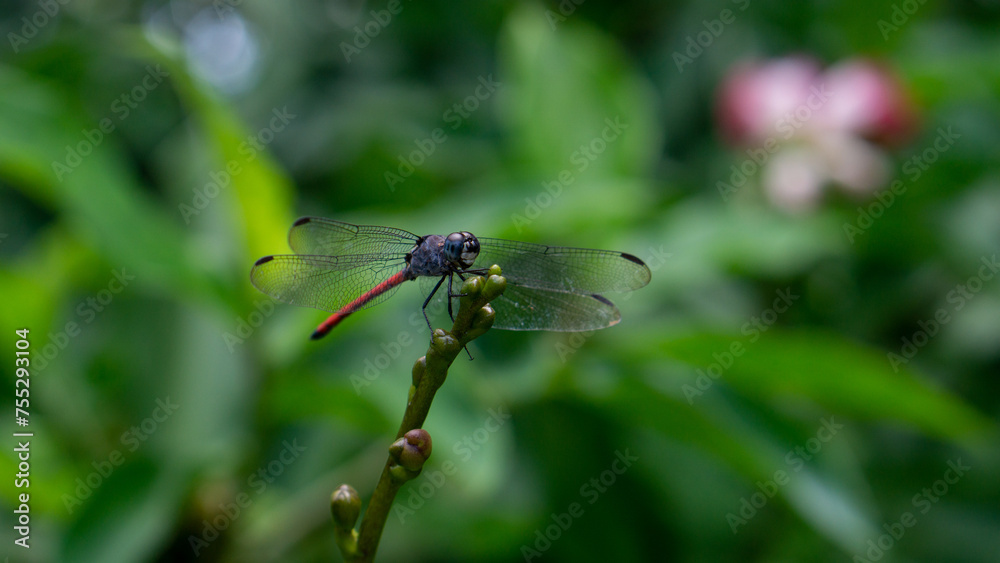 red dragonfly on a green leaf. Lathrecista asiatica red dragonfly on a green leaf. Lathrecista asiatica