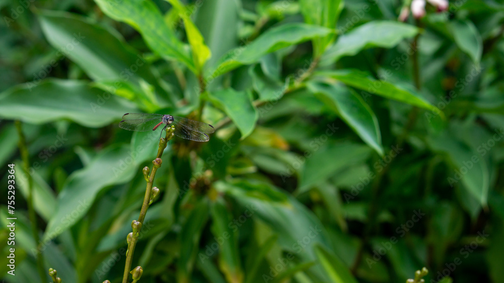 red dragonfly on a green leaf. Lathrecista asiatica red dragonfly on a green leaf. Lathrecista asiatica