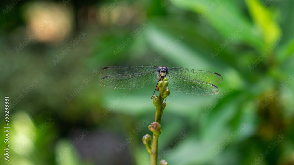 red dragonfly on a green leaf. Lathrecista asiatica red dragonfly on a green leaf. Lathrecista asiatica