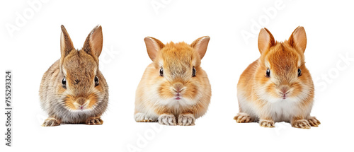 A charming lineup of three different colored rabbits sitting attentively, showcasing their fluffy fur and adorable ears against a clean white backdrop