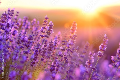 Lavender field at sunset © wpw