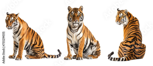 A stunning tiger in various regal stances  its striking colors and stripes accentuated against a white backdrop