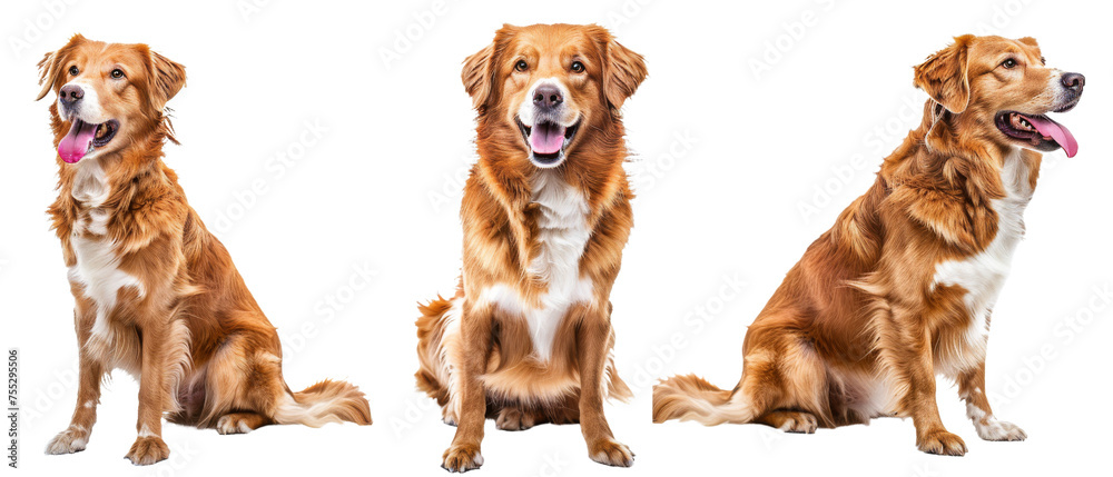 A high-resolution image showing a golden retriever dog captured in three different poses expressing happiness and playfulness