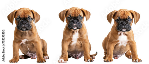 This image features a single brown dog shown from the rear in three different sitting positions on a white background