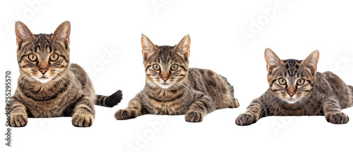 A brown tabby cat lies down and looks straight ahead with an attentive gaze  its striped coat and markings prominently displayed
