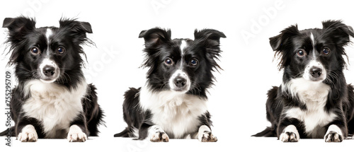 Three images of a cute, black and white Border Collie looking directly into the camera with perked ears and expressive eyes