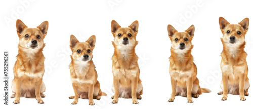 Three Chihuahua dogs presented from frontal and side views highlighting their petite size and distinct features