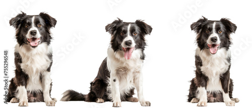 A lively Border Collie shines with intelligence and playful energy in three dynamic poses  expressing agility and alertness