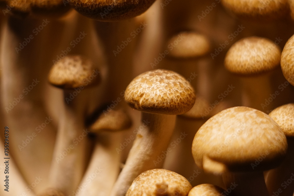 Growing mushrooms close-up Growing mushrooms close-up