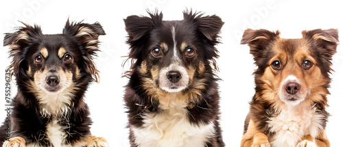 Trio of Border Collie mixed breed dogs looking forward with one's face covered, showing varied expressions