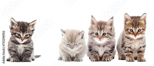 An enchanting group of kittens, each with their own distinct markings and colors, exuding sweetness