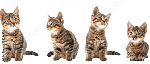 These charming little felines show different expressions and stances, radiating curiosity and playfulness photo