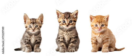 Three identical kittens with striking markings sitting attentively and looking directly ahead