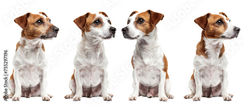 A Jack Russell Terrier displays a range of emotions through various poses against a white background, illustrating the dynamic nature of dogs