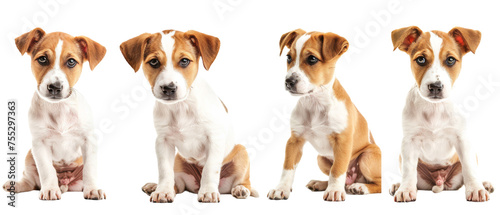 Five adorable beagle puppies sitting in a row, each holding a blank sign in front of their faces, perfect for customization