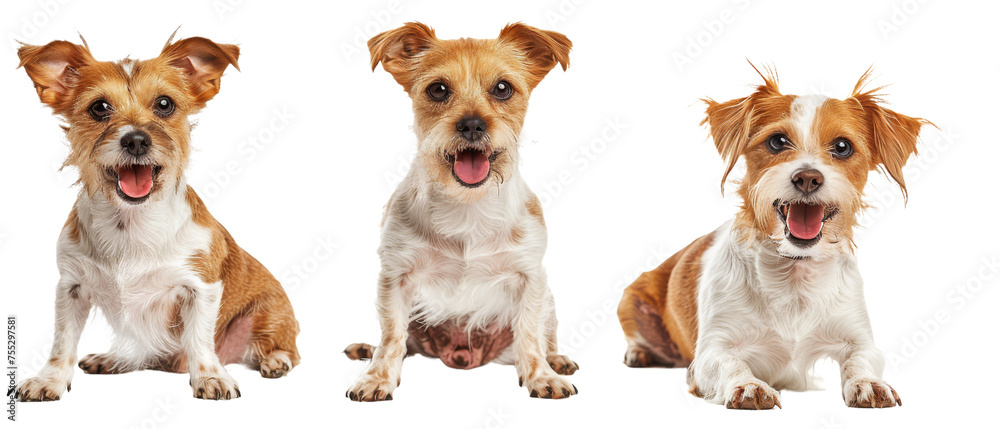 Two small and cheerful mixed-breed dogs with the middle one's face covered with paper on a white background
