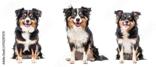 Three images of a playful Border Collie with black  white  and tan fur showing different poses against a white background