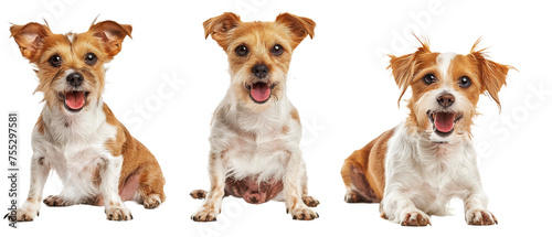 Two small and cheerful mixed-breed dogs with the middle one's face covered with paper on a white background © Daniel