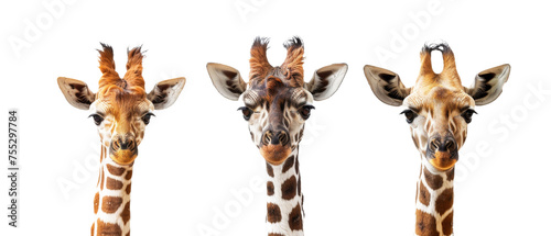 Trio of giraffes showcasing unique facial expressions and patterns, displaying their individuality and natural beauty