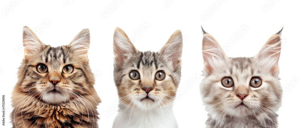 These adorable Maine Coon kittens are captured in sharp detail against a plain white background, showcasing their unique fur patterns and colors