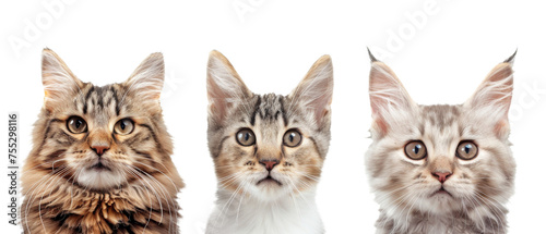These adorable Maine Coon kittens are captured in sharp detail against a plain white background, showcasing their unique fur patterns and colors © Daniel