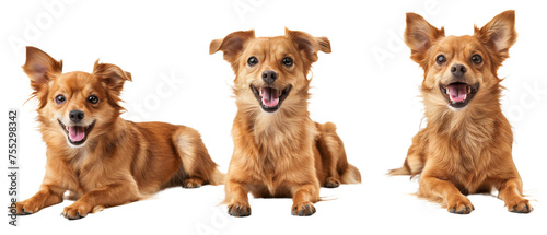 Showcasing a small, fluffy dog in three distinct lying positions, this image captures the pet's relaxed demeanor