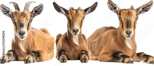 Trio of charming goats with impressive horns and calm poses, featuring clean, distinct fur and sharp details