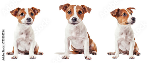 Pair of Jack Russell Terriers captured in different poses showcasing their lively and alert personality on a clean white background © Daniel