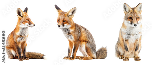 This image depicts a placid red fox sitting and scanning its surroundings, neatly isolated on a white background for clarity