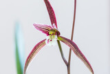 purple orchid closeup