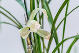 legant orchid bloom in spring