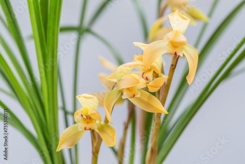 yellow spring orchid closeup