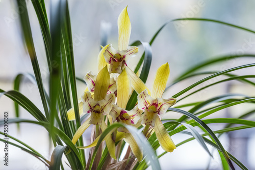 yellow spring orchid blooming
